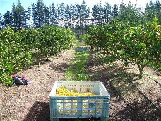 Pukenui mandarin picking -
row and bin