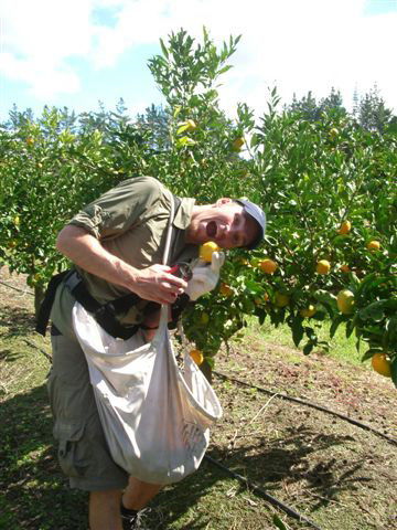 Pukenui mandarin picking -
eating loads of mandarins... yummy!