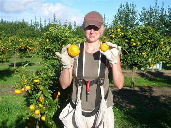 Pukenui mandarin picking -
or orange picking?