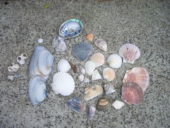 Sassis Muschelsammlung die 2.
(..ich hab mich zurueckgehalten..)