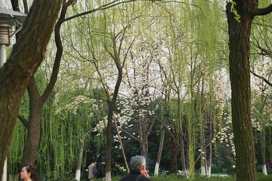 Magnolienbäume hinter Trauerweiden - man kann die Blüten leider nicht riechen! Vielleicht liegt es am rauchenden Chinesen