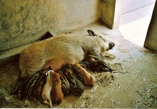 Schweinchen süß - wenig sauer. Die schienen allesamt ganz zufrieden und rochen wie bei uns. Aber den Luxus einer eigenen Terrasse kann in Dtld wohl kaum ein Schwein sein eigen nennen!