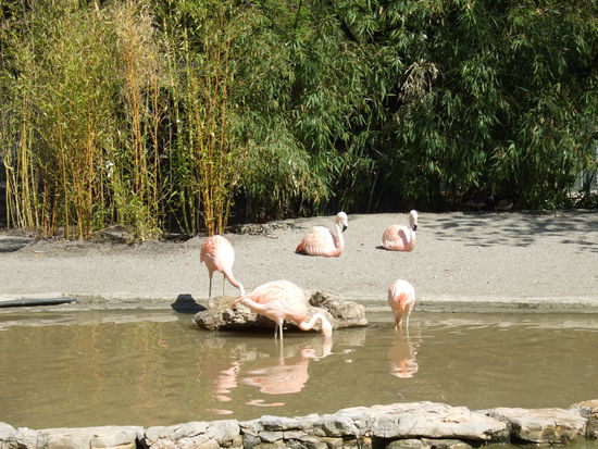 Da fühlt man sich ja wie im Zoo...