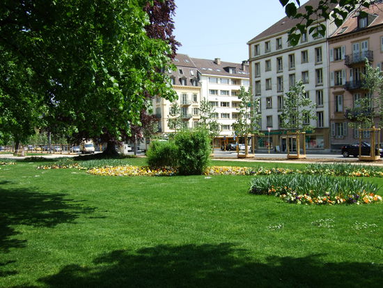 Allee auf dem Weg zur Uni