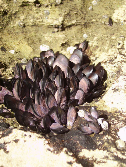 Muschelkolonie