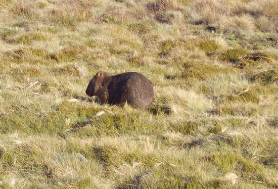 Auf den Rueckweg sahen wir sogar einige Wombats