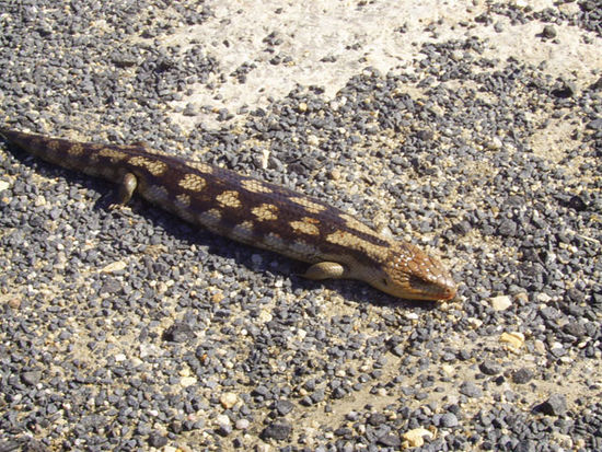 Und ab und zu findet man auch ein Tierchen - dieses ist ca. 30cm lang...