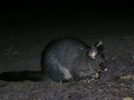 Mit Muesliriegeln bekommen wir jedes Tier vor die Linse... Hier ein Opossum.