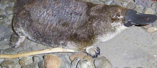 So sieht ein Platypus aus...