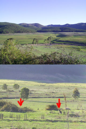 Auenland mit vielen grasenden Kängurus