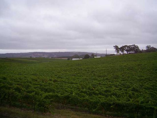 Weinberge in den Adelaide Hills