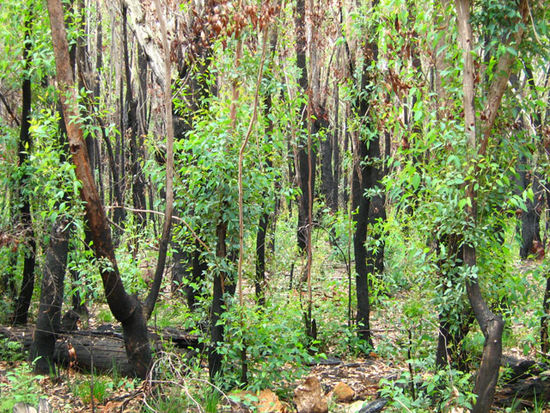 Spuren des Waldbrandes