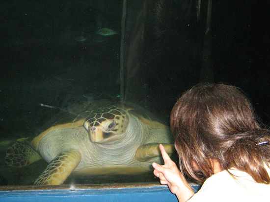 Das Aquarium ist ein Besuch wert
