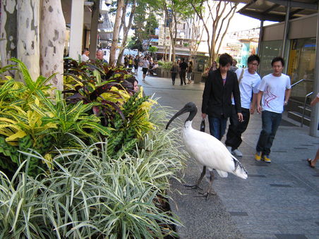 White Ibis