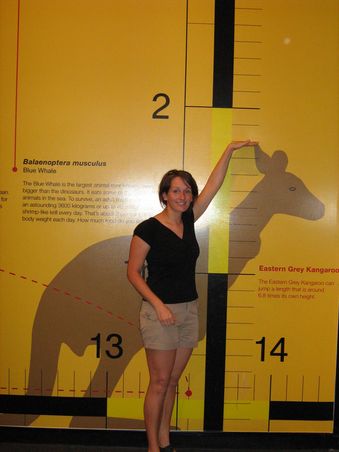 Die Eastern Grey Kangaroos werden tatsaechlich groesser als Fraenzis...