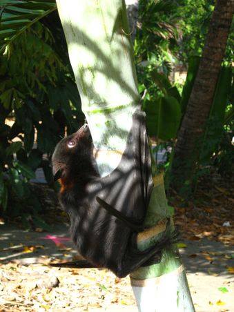 Diese ca. 20cm grosse Fledermaus ist frueh aus den Baum gefallen und krabbelte zurueck auf ihren Schlafplatz