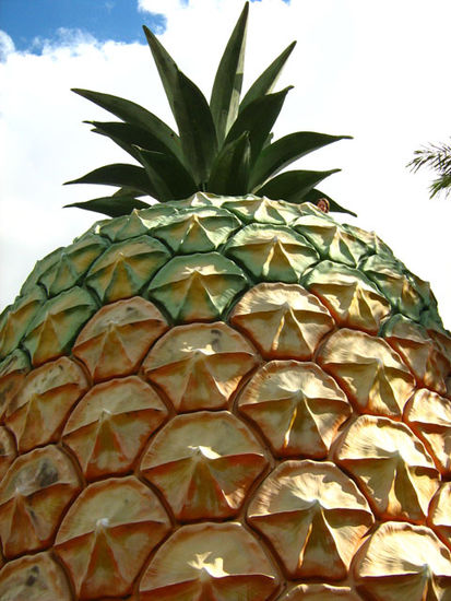 Die Big Pineapple - wo ist Franzi?