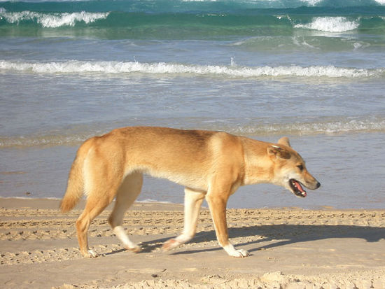 Friedlicher Dingo