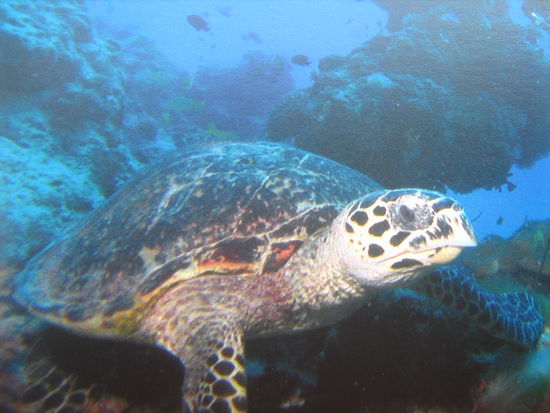 Mit einer Green Sea Turtle sind wir getaucht