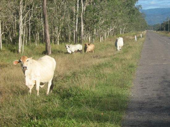 Auf dem Weg sahen wir diese Rindviehcher und manchmal bedarf es einer Vollbremsung, wenn sie denn mitten auf der Strasse stehen.