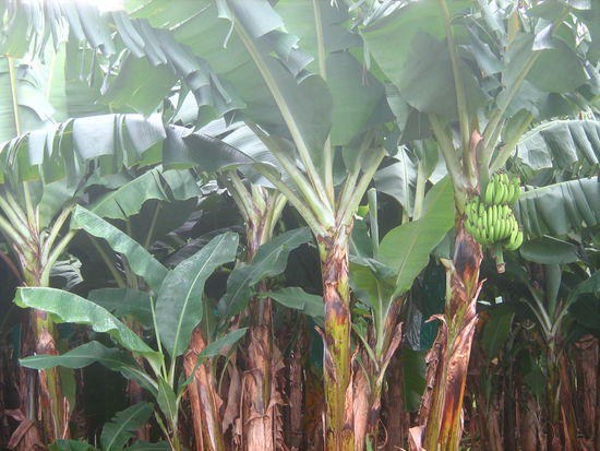 Bananenplantagen sind hier keine Seltenheit - yummie