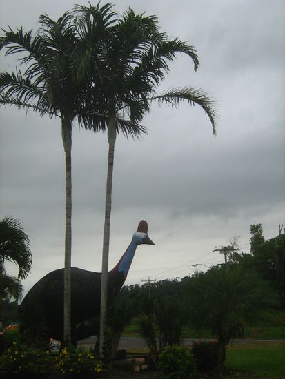 Ein riesiger Cassowarie heisst die Besucher von Mission Beach willkommen - Cassowaries stehen unter Schutz..sie sind die einzigen Tiere, die den Samen des Regenwaldes effizient verbreiten. Daher sagt man hier auch Cassowariekacke ist Gold wert 