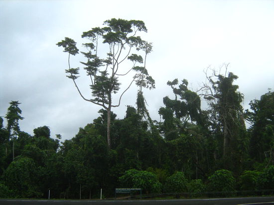 Hier fanden wir dichten tropischen Regenwald vor.