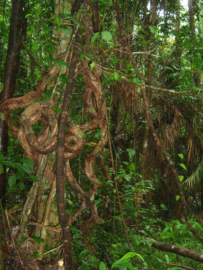 Auf einem kurzen Wanderweg am Lacey Creek konnten wir die saftiggruene Pracht bewundern.