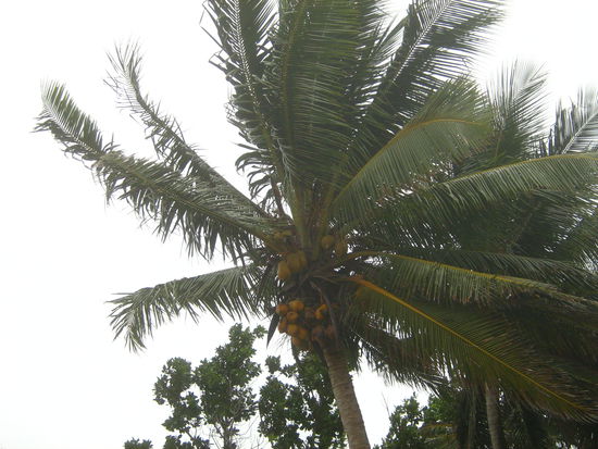 Hier gab es Unmengen an Kokospalmen