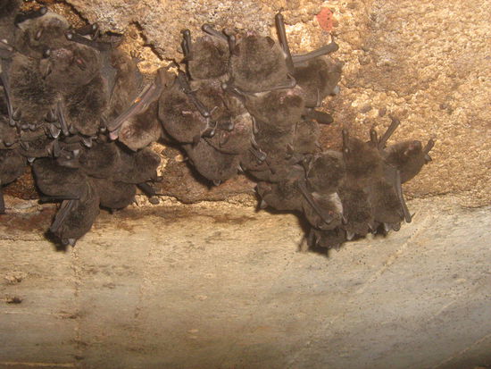Im Tunnel - kleiner Fellhaufen an Fledermaeusen  Die sind nur wenige Zentimeter gross.