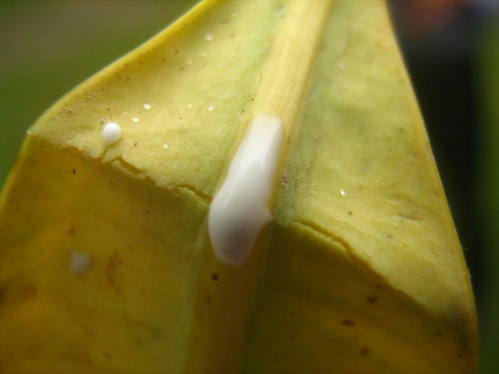 Dies Blatt (Leimblatt)  bietet das einzig wirksame Mittel gegen eine bestimmte, sehr unangenehme Pflanze im Regenwald. Den Namen tragen wir noch nach...jedenfalls sollte man jegliche Beruehrung vermeiden um nicht spaeter bei Kontakt mit Wasser Hoellenqualen erleiden zu muessen Oder eben, man war im Paronella Park und weiss, dass Leimblaetter eine Art Milch beinhalten die Wunder wirkt..