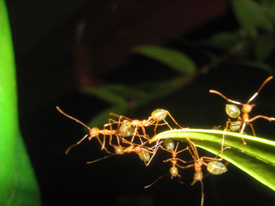 Green Ants - Gruene Ameisen..yepp wir haben am Arsch der Ameisen geleckt  (brennt bisschen auf der Zunge, schmeckt aber dann wie Zitrone)sind das Mittel bei Erkaeltung! Nur 50 der kleinen Krabbeltiere reichen fuer eine gute Tasse gesunden Tee...mit reichlich Vitamin C. Die Aussies naschen schon mal gern ne Ameise..man findet sie hier im Norden auch reichlich und ueberall.