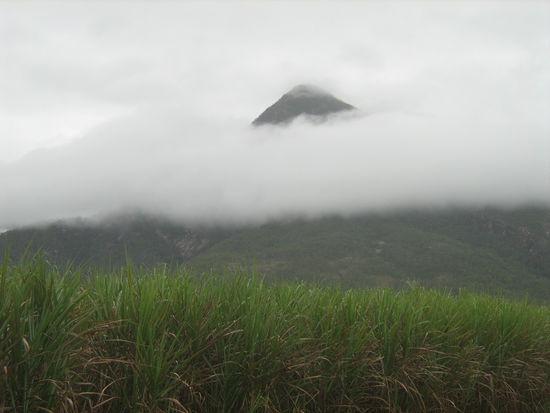Die Umgebung von Cairns ist vor allem gruen  Mit Tropischem Regenwald bewachsene Bergketten.