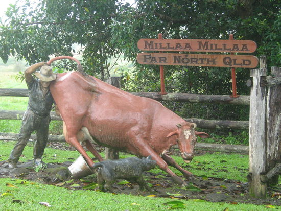 Queensland und Rinder...das gehoert hier einfach zusammen 