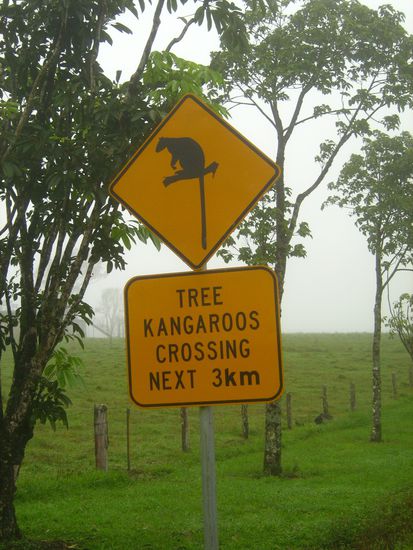 In der Gegend findet man auch die seltenen und leider auch schwer zu entdeckenden Baum Kaengurus