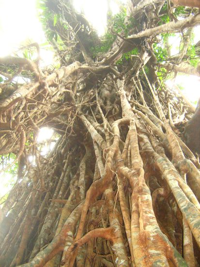The Cathedral Fig Tree