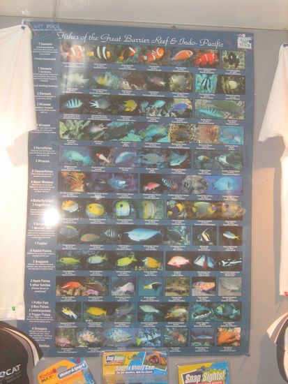 Das 1x1 der Fischwelt