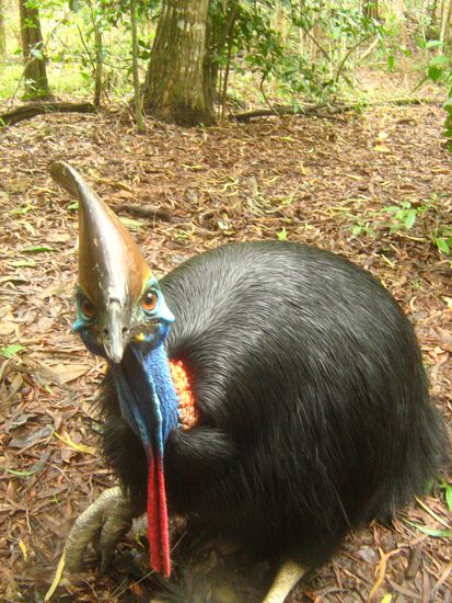 Cassowary (Helmkasuar)