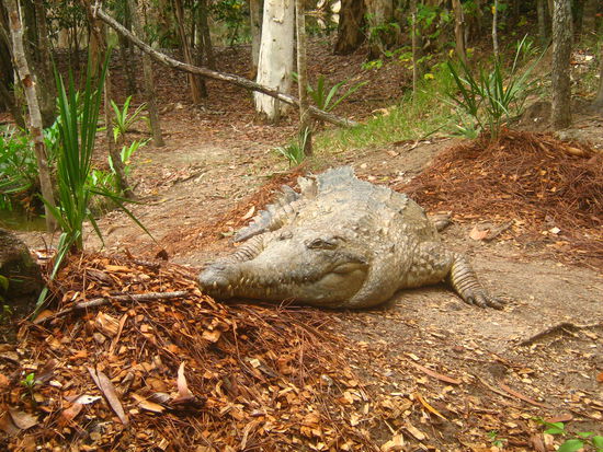 Ungefaehr so siehts denn aus, wenn man beim Spaziergang nichts ahnend auf seltene Waldbewohner trifft - dieses Saltie war aber friedlich.