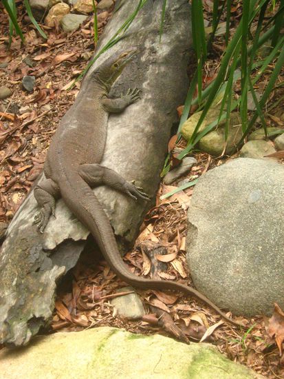 Blue tongue Lizard (Blauzungen Leguan)