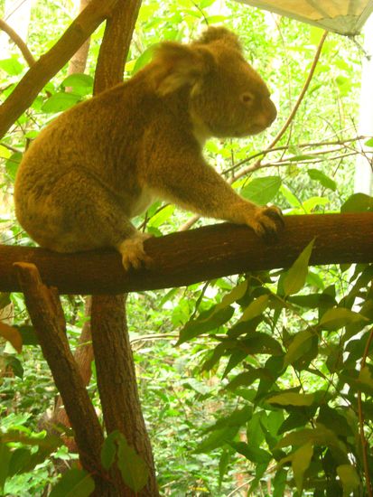 Auch Koalas gabs bei Hartleys