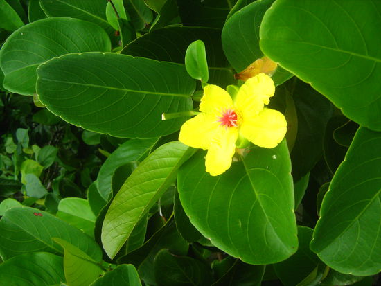 Impressionen vom Cape Tribulation
