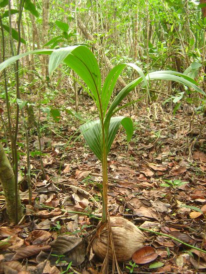 So entsteht eine neue Kokospalme aus der Kokosnuss - The Circle Of Life 