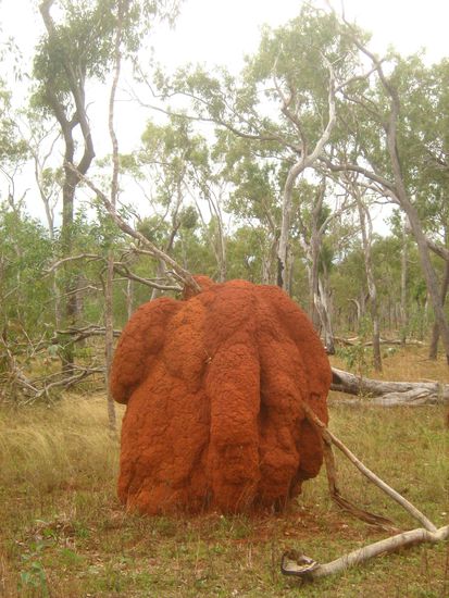 Termitenhuegel