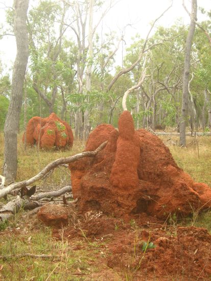 Termitenhuegel ueberall 