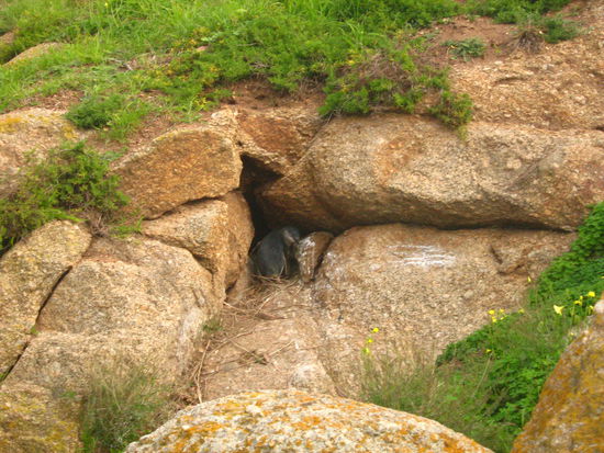 Und einen Zwergpinguin entdeckten wir auch - so cute.