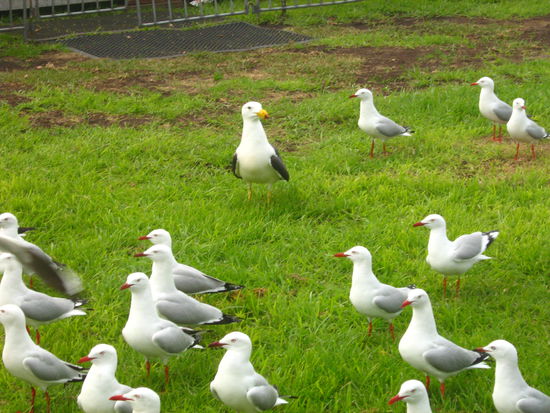 ...ach ja und die Moeven warteten natuerlich auch schon wieder..in der Mitte eine Pazific Seagull