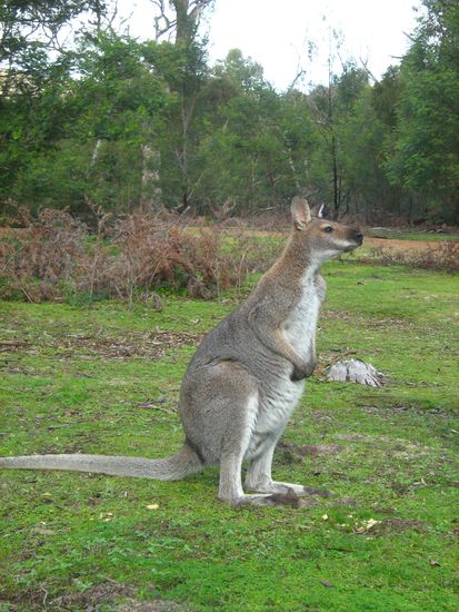 PS: an Annett - ich weiss, ich weiss      *boese Franzi* gibt nen Tadel aber wenns doch so lieb bettelt das kleine, suesse Knuffi (um mal deine Worte zu benutzen)
An dieser Stelle sei gesagt, dass man Wildtiere natuerlich nicht fuettern sollte!