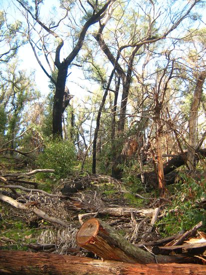 Trauriges Ergebnis der Buschbraende im Januar 2006