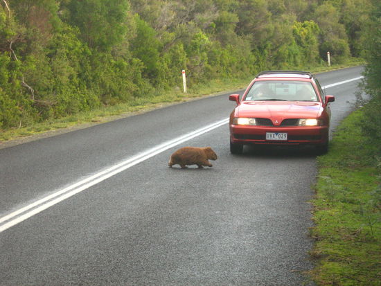 Wombat 